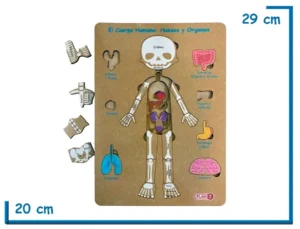 ENCASTRE DE MADERA CUERPO HUMANO HUESOS Y ORGANOS
