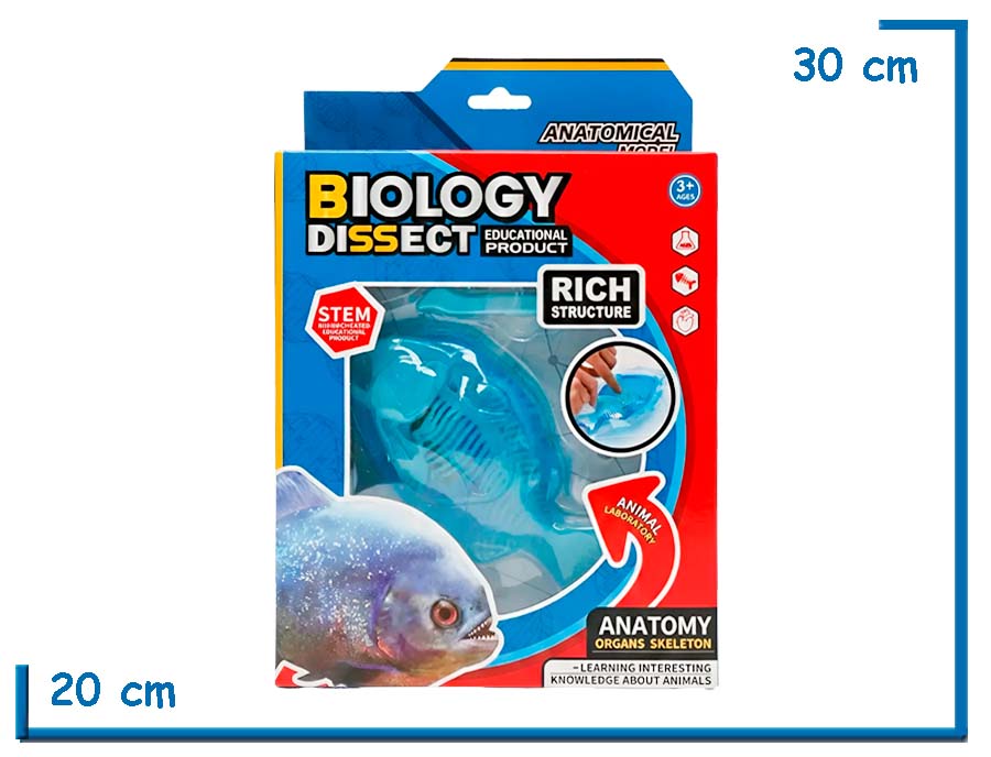 BIOLOGY DISSECT PEZ MODELO PARA DISECCION ANATOMICA